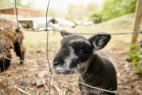 windmill hill city farm